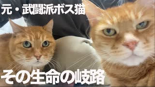武闘派ボス猫、引退後に訪れた生命の岐路