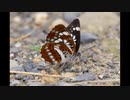 これが本当のNT-Dです　ニコニコ版