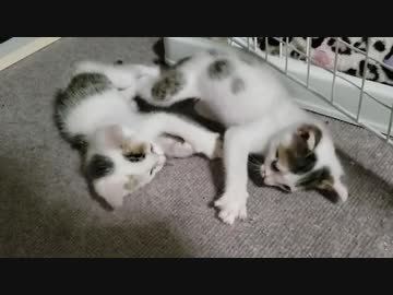 ウチの猫たちがただただ可愛いのでみんな見て