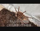 [我こそは風来人]タランチュラ飼育日記その２２２[シレンはいいよおじさん]