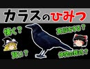 【ゆっくり解説】からすのひみつ