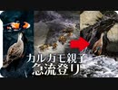 カルガモ親子の引越し急流上り03 雛鳥が育って46日目 錦鯉の昭和三色【身近な生き物語】C組