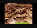 コカマキリパニック【183】