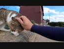 野良猫】猫島の猫達は通じ合っている？男が猫に触れた瞬間に奇跡が起きた？【猫動画】