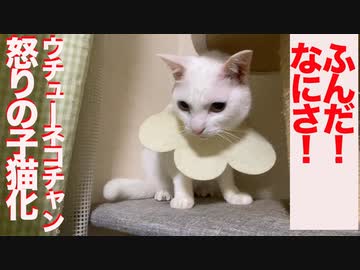 ウチューネコチャン、スネてコネコチャン