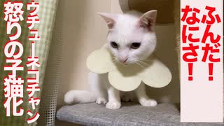 ウチューネコチャン、スネてコネコチャン