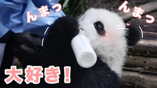 【成長日記】パンダ赤ちゃんの大好物は？□真面目にミルクを飲み中...✨