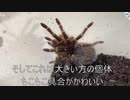 [シレン外伝が]タランチュラ飼育日記その２２３[やってみたいんですね]