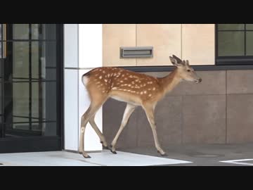 札幌市中央区に出現した野生の鹿