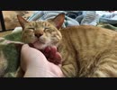 ほっぺをムニムニされる猫