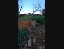 #Shorts 片足がない野良猫を温かく見守りたい【野良猫】