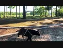 2021/06/22放送【81日目 北海道 弟子屈町 あずにゃんぽ（猫散歩）】北海道全市町村制覇するまで帰れまてん！　猫と車中泊の旅　日本縦断【旅猫あずき～保護猫から旅猫へ～】