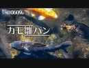 0609B【カルガモ親子と鯉】ハゲた雛鳥に餌やりバン。ビワがムクドリに食べられる。セグロセキレイの鳴き声。素早いカメ。コゲラのキツツキドラミング　#身近な生き物語　#カルガモ親子　#バン