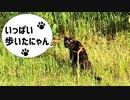 2021/06/24放送【83日目 北海道 網走郡大空町 あずにゃんぽ（猫散歩）】北海道全市町村制覇するまで帰れまてん！　猫と車中泊の旅　日本縦断【旅猫あずき～保護猫から旅猫へ～】
