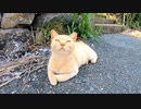 道端に子猫が座っていたので頭を撫でるとヌーんと伸び上がってきてカワイイ