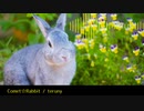 【NNI】Commet☆Rabbit【HardCore】