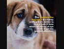 Leg Lifting Behavior in Puppies