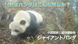 一緒に深山の中で、野生パンダの家を訪問しよう〜 | 環境物語