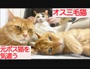 わがままオス三毛猫、病の元ボス猫に気遣いを見せる