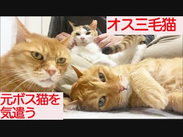 わがままオス三毛猫、病の元ボス猫に気遣いを見せる