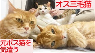 わがままオス三毛猫、病の元ボス猫に気遣いを見せる