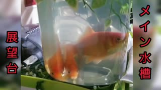 金魚ちゃんは狭いところが好き♪