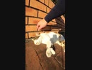 #Shorts 地域猫の耳がVにカットされているのをご存じですか？【野良猫】