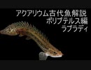 【ゆっくり解説】現生の古代魚解説　ポリプテルス編　下顎系part4　ラプラディ【アクアリウム】