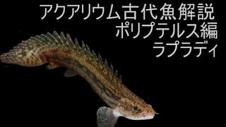 【ゆっくり解説】現生の古代魚解説　ポリプテルス編　下顎系part4　ラプラディ【アクアリウム】