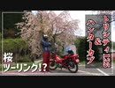 【ゆっくり車載】踏んだり蹴ったりな桜ツーリング【ハンターカブ】