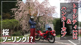 【ゆっくり車載】踏んだり蹴ったりな桜ツーリング【ハンターカブ】