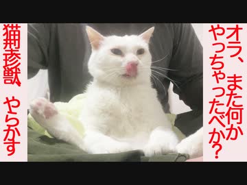 白猫型珍鈍獣、2年ぶりに盛大にやらかす