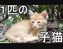 公園に子猫が１匹だけでいた