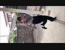 巨乳ちゃんのカンフーみたいなダンス