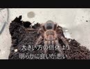 [ジャンクの修理が]タランチュラ飼育日記その２２５[趣味になってる]