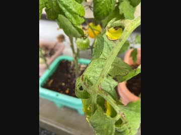 今日の、ミニトマト、すでに21個のトマトを食したよー