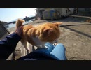 【野良猫】野良猫が甘えてくるぅ！そう、ここは猫島ですｗ【猫動画】