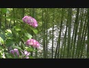 【4k】2020.6.8 鎌倉観光・長谷寺アジサイとして有名、紫陽花今が見頃　Kamakura sightseeing, Hase-dera Temple, hydrangea