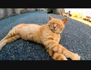 道端でノンビリ寝ている猫たちを撫でて廻る
