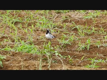 人気の 鹿威し 動画 29本 ニコニコ動画