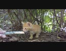 野良猫の子猫に餌付けしてみた