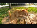 公園の野良猫がモフられにテーブルの上に乗ってきた