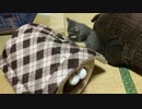 ぬいぐるみはうす