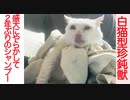 白猫型珍鈍獣、やらかして2年ぶりにシャンプーされる