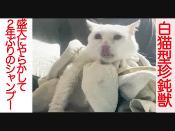 白猫型珍鈍獣、やらかして2年ぶりにシャンプーされる