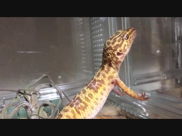 モル、レオパ、タイサラかわいい保存