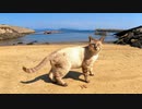 海辺の野良猫のパトロールに付いていってみた