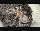 [水槽の温度が]タランチュラ飼育日記その２２６[たかぁい、やヴぁい]