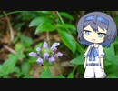 【CeVIO写真】息抜きスナップショット＿39枚目【森のお薬“ウツボグサ”】