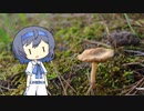 【CeVIO写真】息抜きスナップショット＿40枚目【小さなきのこ“シバフタケ”】